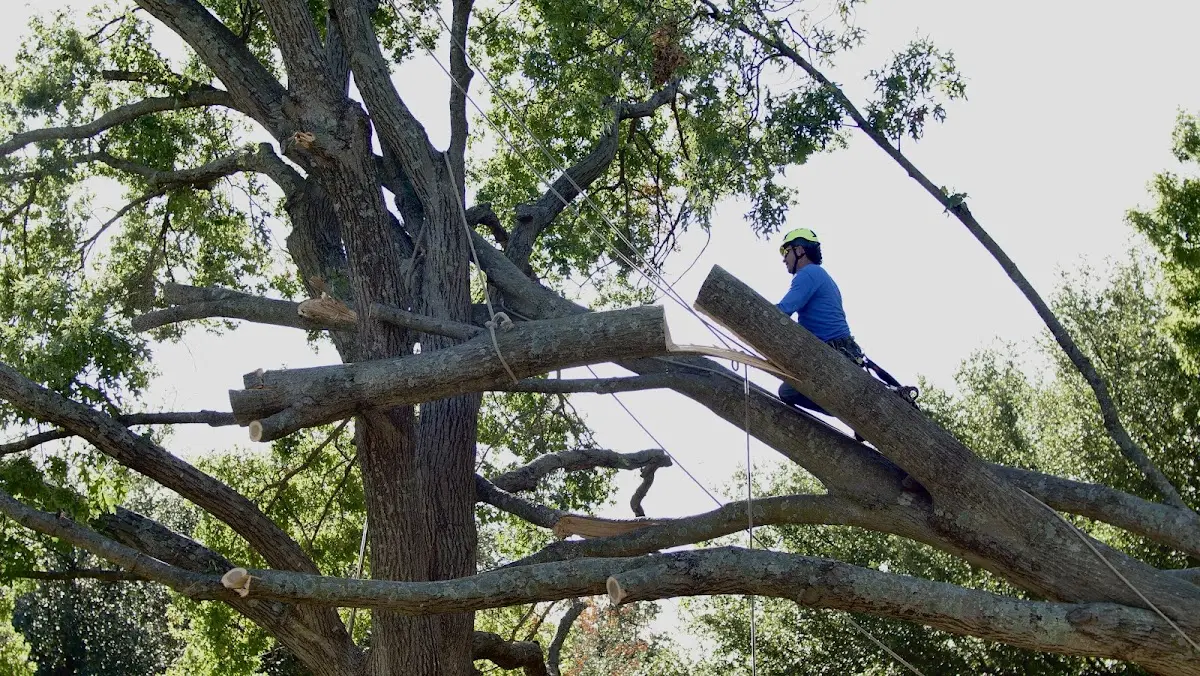 Professional Crown Thinning performed by certified arborists in Leggett
